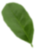 leafs back